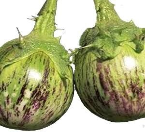 सबसे सस्ती सब्जी मंडी Brinjal (vange)